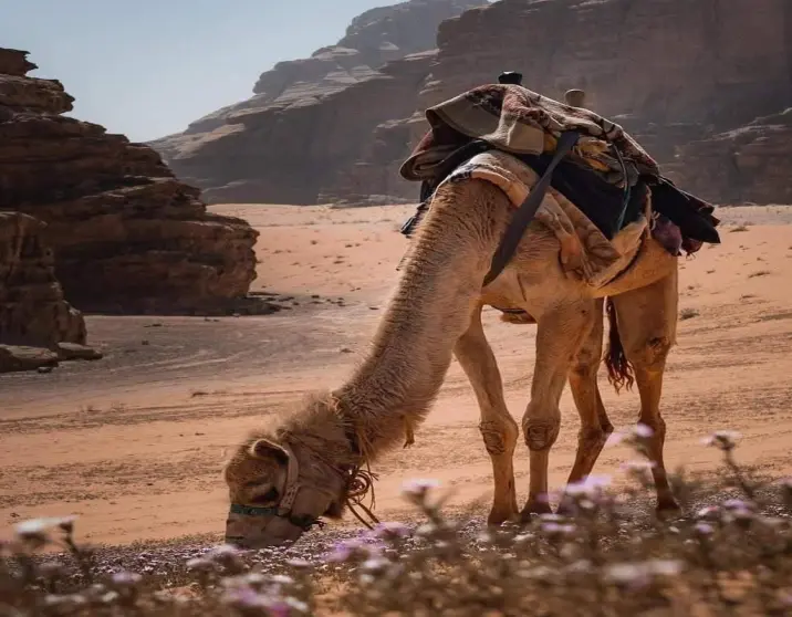 6-Day Journey Through Jordan: Petra, Wadi Rum, Jerash & the Dead Sea